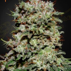 Kalashnikova Green House Seeds