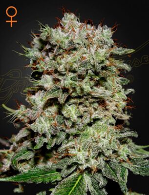 Kalashnikova Green House Seeds