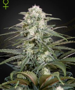Kalashnikova Auto Green House Seeds