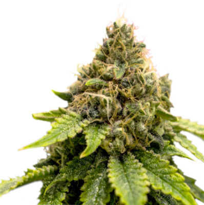 Karel's Dank regular SuperSativaSeedClub