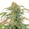Kerosene Krash Auto Dutch Passion Seeds