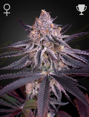 King's Juice Green House Seeds