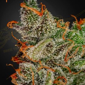King's Kush Green House Seeds