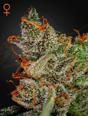 King's Kush Green House Seeds