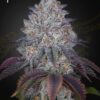 King's Tart Green House Seeds