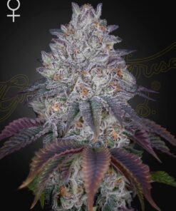 King's Tart Green House Seeds