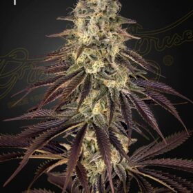 Kong's Krush Green House Seeds