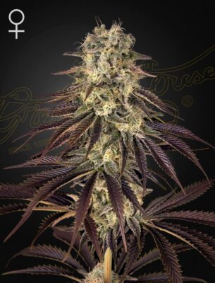 Kong's Krush Green House Seeds