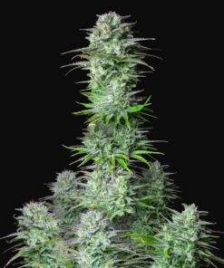 Kosher Cake Auto Fast Buds Seeds