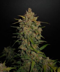 Lemon AK Auto Fast Buds Seeds