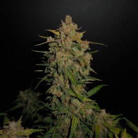 Lemon AK Auto Fast Buds Seeds