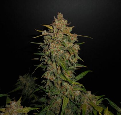 Lemon AK Auto Fast Buds Seeds
