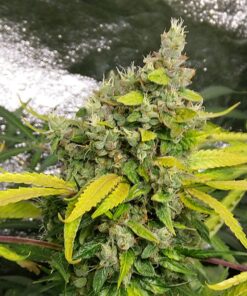 Lemon Kix Auto Dutch Passion Seeds