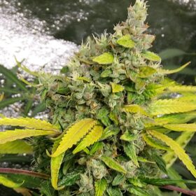 Lemon Kix Auto Dutch Passion Seeds