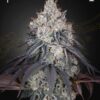 Lemon Orange Green House Seeds