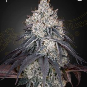 Lemon Orange Green House Seeds