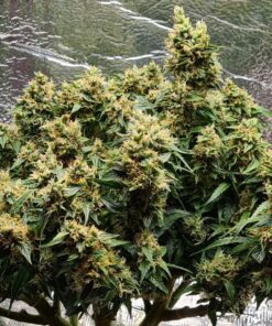 Mazar Auto Dutch Passion Seeds
