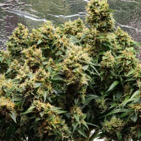 Mazar Auto Dutch Passion Seeds