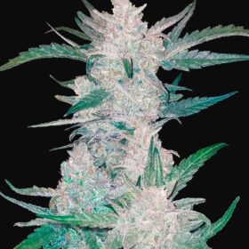 Mexican Airlines Auto Fast Buds Seeds