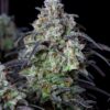 Mimosa Cake Auto Fast Buds Seeds