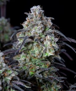 Mimosa Cake Auto Fast Buds Seeds