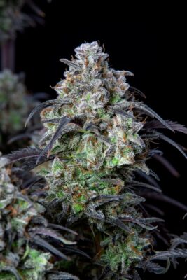 Mimosa Cake Auto Fast Buds Seeds