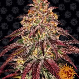 Mimosa x Orange Punch Auto Barneys Farm Seeds