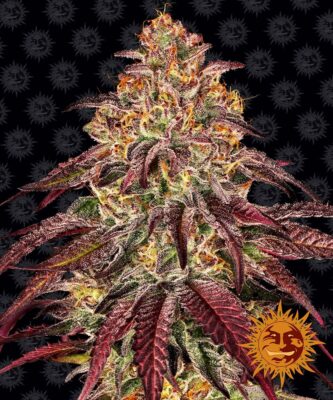 Mimosa x Orange Punch Auto Barneys Farm Seeds
