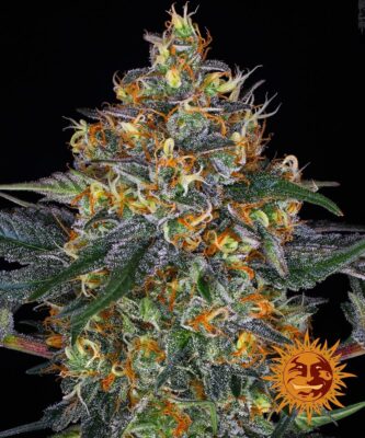 Moby Dick Auto Barneys Farm Seeds