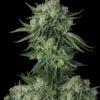 Moby Dick Auto Fast Buds Seeds