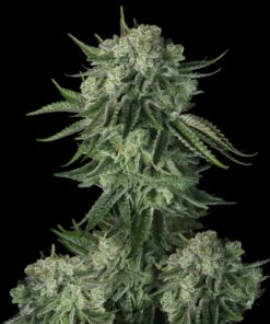 Moby Dick Auto Fast Buds Seeds