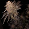 Mokum's Tulip Auto Dutch Passion Seeds
