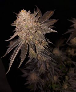 Mokum's Tulip Auto Dutch Passion Seeds