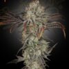 Money Maker Green House Seeds