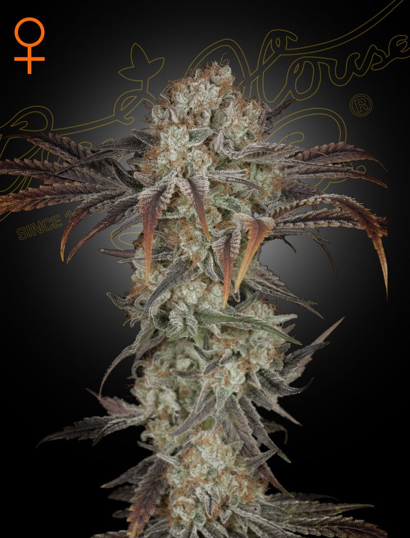 Money Maker Green House Seeds