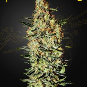 Neville's Haze Green House Seeds