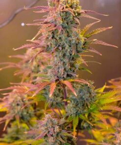Night Queen Auto Dutch Passion Seeds
