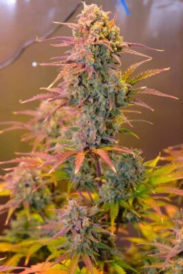Night Queen Auto Dutch Passion Seeds