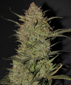OG Kush Auto Fast Buds Seeds