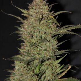OG Kush Auto Fast Buds Seeds