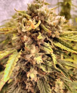 Orange Bud Auto Dutch Passion Seeds