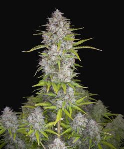 Orange Sherbet Auto Fast Buds Seeds