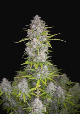 Orange Sherbet Auto Fast Buds Seeds