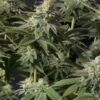 Orange Sherbet FF Fast Buds Seeds