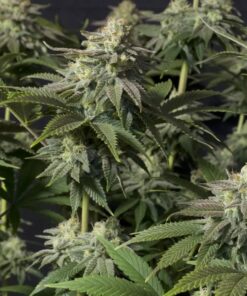 Orange Sherbet FF Fast Buds Seeds