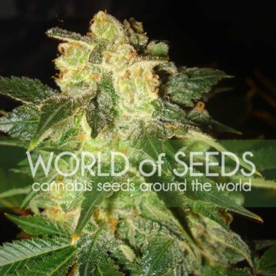 Pakistan Ryder Auto WorldOfSeeds
