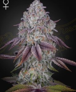 Persian Pie Green House Seeds