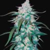 Pineapple Express Auto Fast Buds Seeds