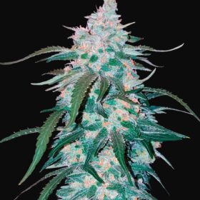 Pineapple Express Auto Fast Buds Seeds