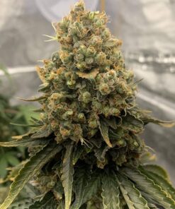 Power Plant Auto Dutch Passion Seeds
